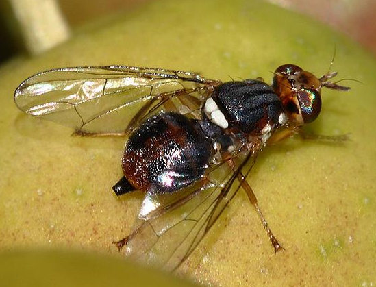 ذبابة ثمار الزيتون  Dacus oleae