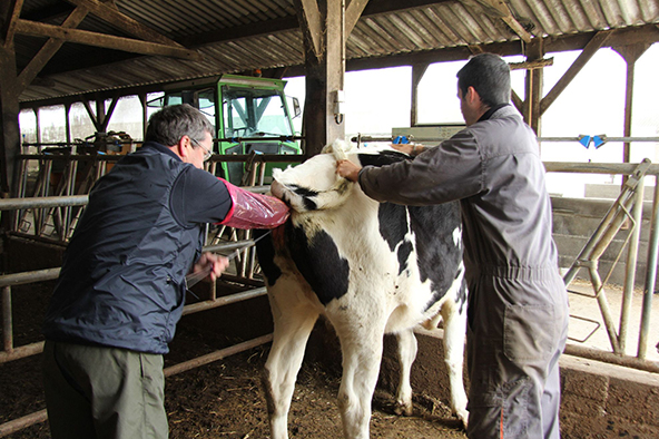 L'insémination artificielle des vaches  التلقيح الإصطناعي عند الأبقار