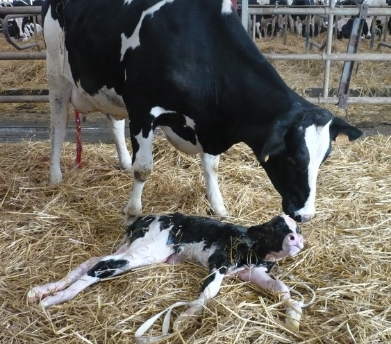 ولادة الأبقار