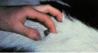 ذبابة الطيكوك فوق الجلد في الجزء الخلفي للبقر